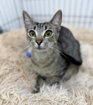 Kiwi -  Domestic Short Hair Cat for Adoption in Sonora, California - Kiwi | PetCurious