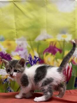 Domestic Short Hair Cats Available for Adoption in San Antonio, Texas - Kodi | PetCurious