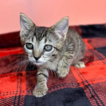 Nori -  Domestic Short Hair Cat for Adoption in San Antonio, Texas - Nori | PetCurious