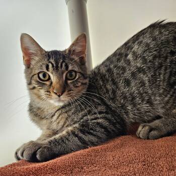 Rescue Domestic Short Hair Cats for Adoption in Harrisonburg, Virginia - Mei | PetCurious