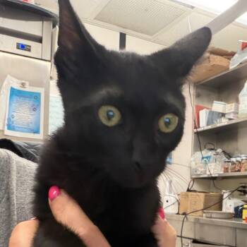 Genie -  Domestic Short Hair Cat for Adoption in Lake Jackson, Texas - Genie | PetCurious