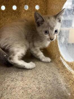 BAJA BLAST FREEZE -  Siamese Cat Available for Adoption in Corpus Christi, Texas - BAJA BLAST FREEZE | PetCurious