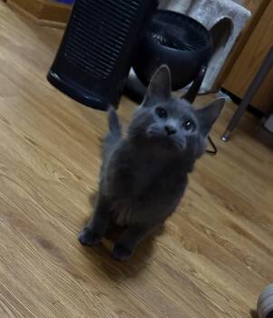 Colette -  Domestic Medium Hair Cat for Adoption in Faribault, Minnesota - Colette | PetCurious
