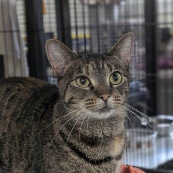 Rescue Domestic Short Hair Cats for Adoption in Battle Creek, Michigan - BELLA | PetCurious