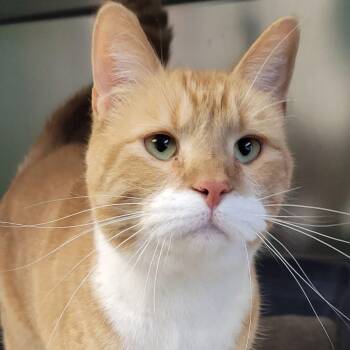 Marsh -  Domestic Short Hair Cat for Adoption in Milan, Illinois - Marsh | PetCurious
