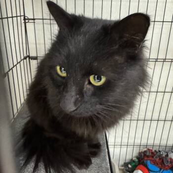 Rescue Domestic Long Hair Cats for Adoption in Buffalo, New York - Amya | PetCurious