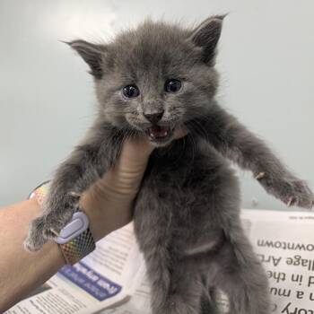 Star -  Domestic Long Hair Cat for Adoption in Columbia, Missouri - Star | PetCurious