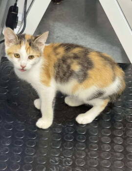 Rescue Domestic Short Hair Cats for Adoption in Cromwell, Kentucky - Ramona | PetCurious