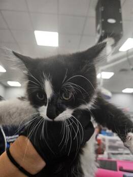 A137848 -  Domestic Medium Hair Cat for Adoption in Palmetto, Florida - A137848 | PetCurious