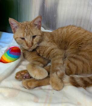 Rescue Domestic Short Hair Cats for Adoption in La Crescent, Minnesota - RUSTY | PetCurious