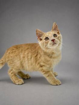 Montana -  Domestic Medium Hair and Domestic Short Hair Cat for Adoption in Bowling Green, Kentucky - Montana | PetCurious