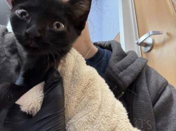 Nova -  Domestic Short Hair Cat for Adoption in Chamblee, Georgia - Nova | PetCurious