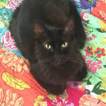 Parker -  Domestic Medium Hair Cat for Adoption in Crockett, California - Parker | PetCurious