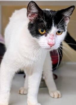Sora -  Domestic Short Hair Cat for Adoption in St. Augustine, Florida - Sora | PetCurious
