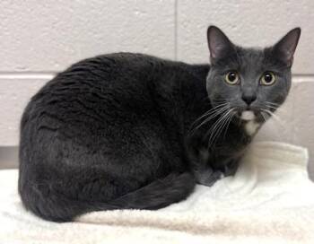 Kih-Kee -  Domestic Short Hair Cat for Adoption in New Albany, Indiana - Kih-Kee | PetCurious