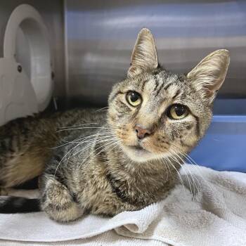 Domestic Short Hair Cats Available for Adoption - Anarchy | PetCurious