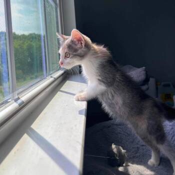 Doodle -  Domestic Short Hair Cat for Adoption in Jarrettsville, Maryland - Doodle | PetCurious
