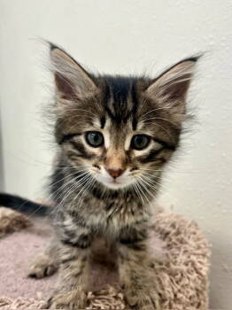 Rescue Domestic Long Hair Cats for Adoption in Webster, Wisconsin - Clarice | PetCurious