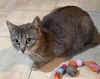 Domestic Short Hair Cats Available for Adoption in East Hanover, New Jersey - Opal | PetCurious