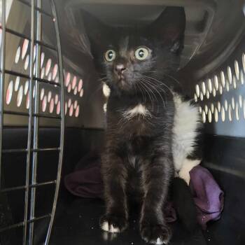 Sami! -  Domestic Short Hair Cat for Adoption in Davenport, Iowa - Sami! | PetCurious