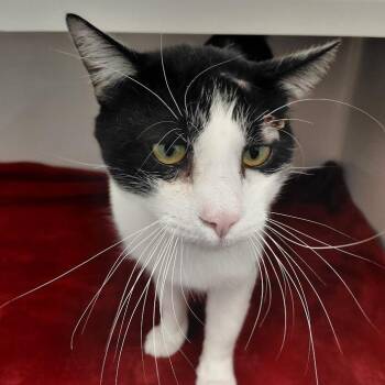 Winston -  Domestic Short Hair Cat for Adoption in Grantsville, Utah - Winston | PetCurious