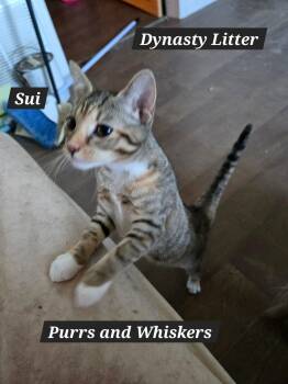 Sui -  Domestic Short Hair Cat for Adoption in New Hartford, New York - Sui | PetCurious