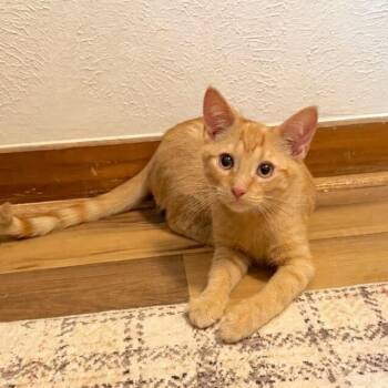 American Airlines -  Tabby and Domestic Short Hair Cat for Adoption in Friendswood, Texas - American Airlines | PetCurious