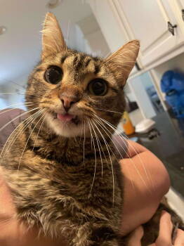 Rescue Domestic Short Hair Cats for Adoption in Camden, South Carolina - Wildman | PetCurious