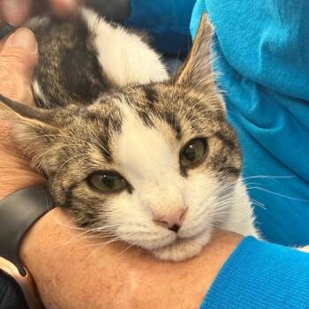 Miley Cyrus -  American Shorthair Cat Available for Adoption in Westport, Connecticut - Miley Cyrus | PetCurious