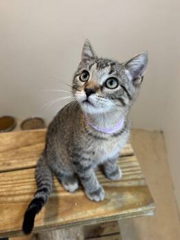 Rescue Domestic Short Hair Cats for Adoption in Chicago, Illinois - Birdman | PetCurious