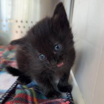 Norma Jean Houston -  Domestic Short Hair Cat for Adoption in Denver, Colorado - Norma Jean Houston | PetCurious