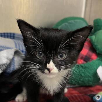 Tulip -  Domestic Short Hair Cat for Adoption in West Palm Beach, Florida - Tulip | PetCurious