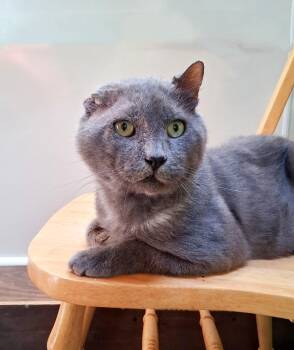 Rescue Russian Blue Cats for Adoption in Charleston, South Carolina - Vincent Van Meow | PetCurious