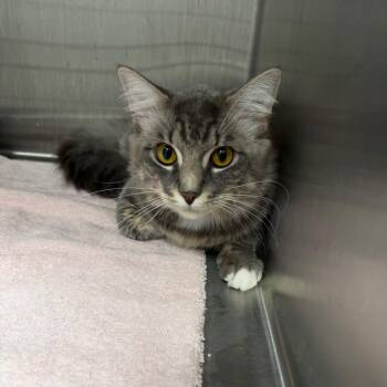 Domestic Long Hair Cats Available for Adoption in Englewood, Florida - Gosling | PetCurious