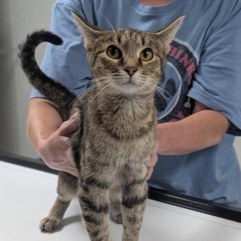 Gloria -  Domestic Short Hair Cat for Adoption in Canton, Illinois - Gloria | PetCurious