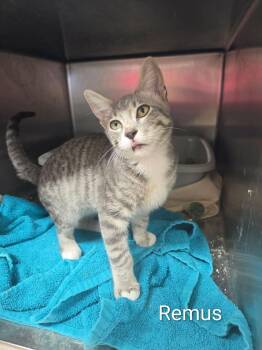 Remus -  Domestic Short Hair Cat for Adoption in Justin, Texas - Remus | PetCurious