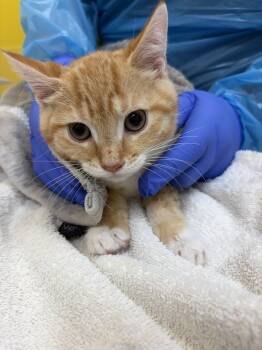 Infinity -  Domestic Short Hair Cat for Adoption in Raleigh, North Carolina - Infinity | PetCurious