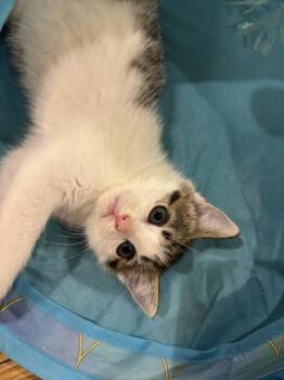 Salad -  Domestic Short Hair Cat for Adoption in Duxbury, Massachusetts - Salad | PetCurious