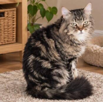 Prince M -  Maine Coon and Exotic Shorthair Cat for Adoption in Brampton, Ontario - Prince M | PetCurious