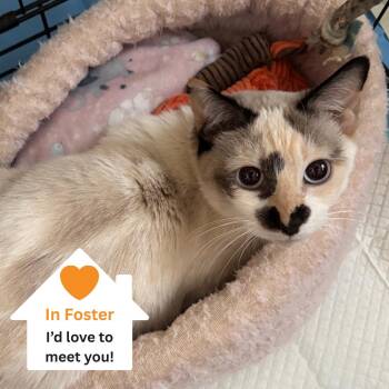 Domestic Short Hair Cats Available for Adoption in Salt Lake City, Utah - Cookie | PetCurious