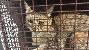 Domestic Medium Hair Cats Available for Adoption - A650329 | PetCurious