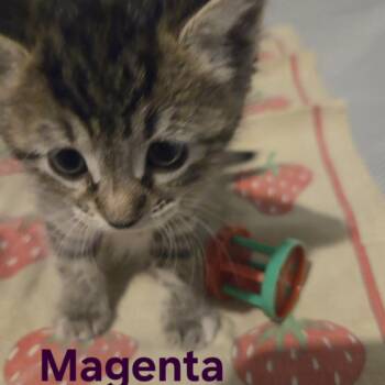 Magenta -  Domestic Short Hair Cat for Adoption in Edwardsville, Illinois - Magenta | PetCurious
