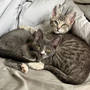 Clawdia (bonded with Suzy Mew) -  Domestic Short Hair Cat for Adoption in Santa Rosa, California - Clawdia (bonded With Suzy Mew) | PetCurious