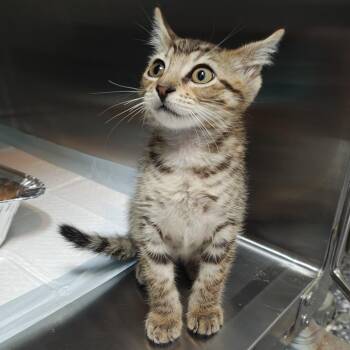 Pesto -  Domestic Short Hair Cat for Adoption in Pompano Beach, Florida - Pesto | PetCurious
