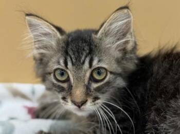Elephant Ear -  Domestic Medium Hair Cat for Adoption in Portland, Oregon - Elephant Ear | PetCurious