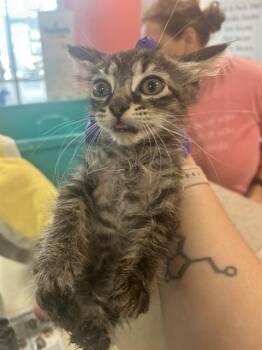 RODERICK USHER -  Domestic Short Hair Cat for Adoption in Louisville, Kentucky - RODERICK USHER | PetCurious