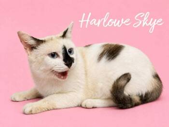 Harlowe Skye -  Siamese Cat for Adoption in Rutherfordton, North Carolina - Harlowe Skye | PetCurious