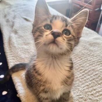 Domestic Short Hair Cats Available for Adoption in Eaton Rapids, Michigan - Rackstraw 55945 | PetCurious