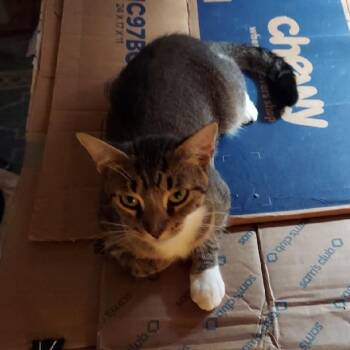 Goldilocks -  Tabby Cat for Adoption in Richmond, Virginia - Goldilocks | PetCurious