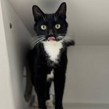 Ladybug -  Domestic Short Hair Cat Available for Adoption in Jasper, Indiana - Ladybug | PetCurious